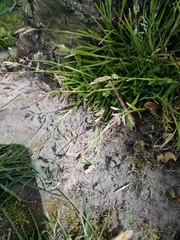 Poa annua