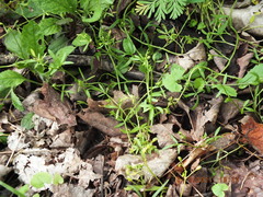 Floerkea proserpinacoides