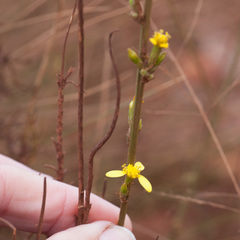 Senecio pubigerus