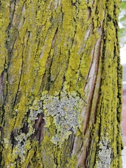 Fungi