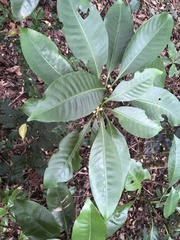 Psychotria cephalophora