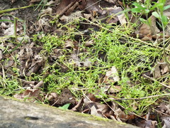 Floerkea proserpinacoides