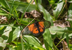Acraea igola