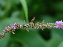 Pleurolobus gangeticus