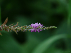 Pleurolobus gangeticus