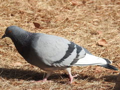 Columba livia domestica