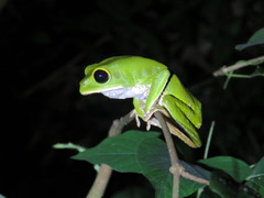 Phyllomedusa camba