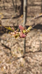 Prunus serotina