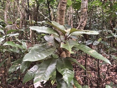 Psychotria cephalophora