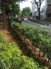 Murraya paniculata paniculata