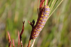 Eutelia catephioides