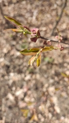 Prunus serotina