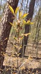 Prunus serotina