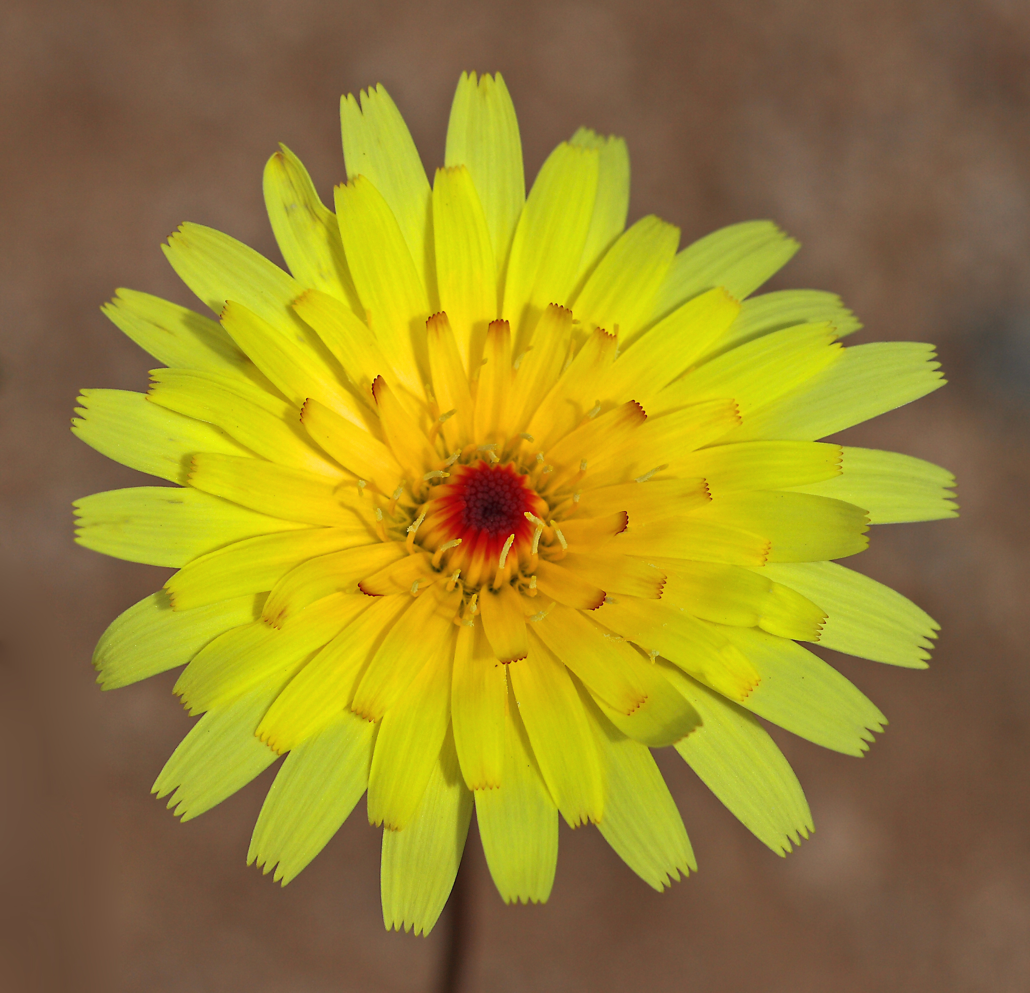Malacothrix