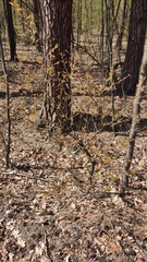 Prunus serotina