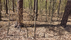 Prunus serotina