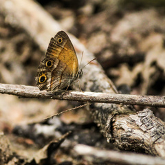 Pharneuptychia pharnabazos