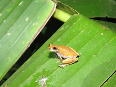 Dendropsophus koechlini
