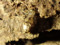 Lepidopsocidae