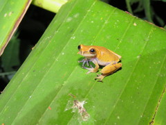 Dendropsophus koechlini