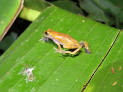 Dendropsophus koechlini