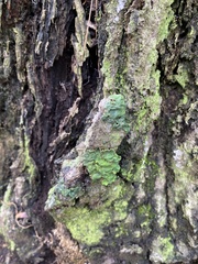 Ricasolia quercizans