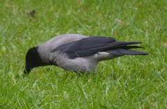 Corvus cornix