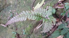 Pteris aspericaulis
