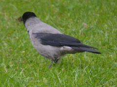 Corvus cornix
