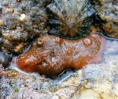 Hymeniacidon perlevis