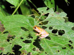 Dendropsophus arndti