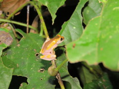 Dendropsophus arndti