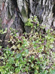 Stellaria media