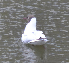 Chroicocephalus ridibundus