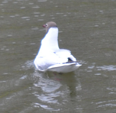 Chroicocephalus ridibundus