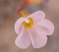 Oxalis attaquana
