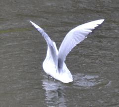 Chroicocephalus ridibundus