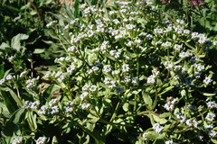 Valerianella echinata