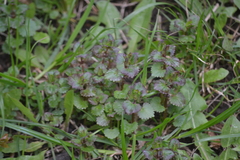 Glechoma hederacea
