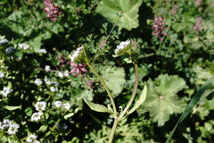 Valerianella echinata