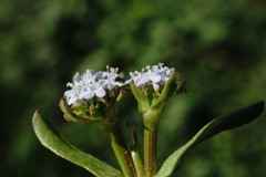 Valerianella echinata