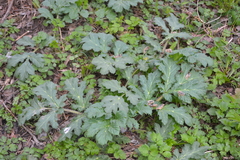 Heracleum sosnowskyi