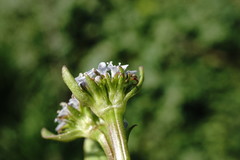 Valerianella echinata