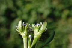 Valerianella echinata