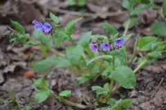 Pulmonaria obscura