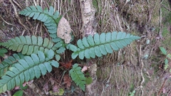 Polystichum biaristatum