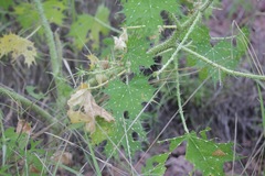 Cnidoscolus angustidens