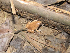 Hamptophryne boliviana