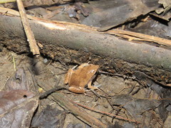 Hamptophryne boliviana