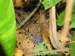 Leptodactylus knudseni